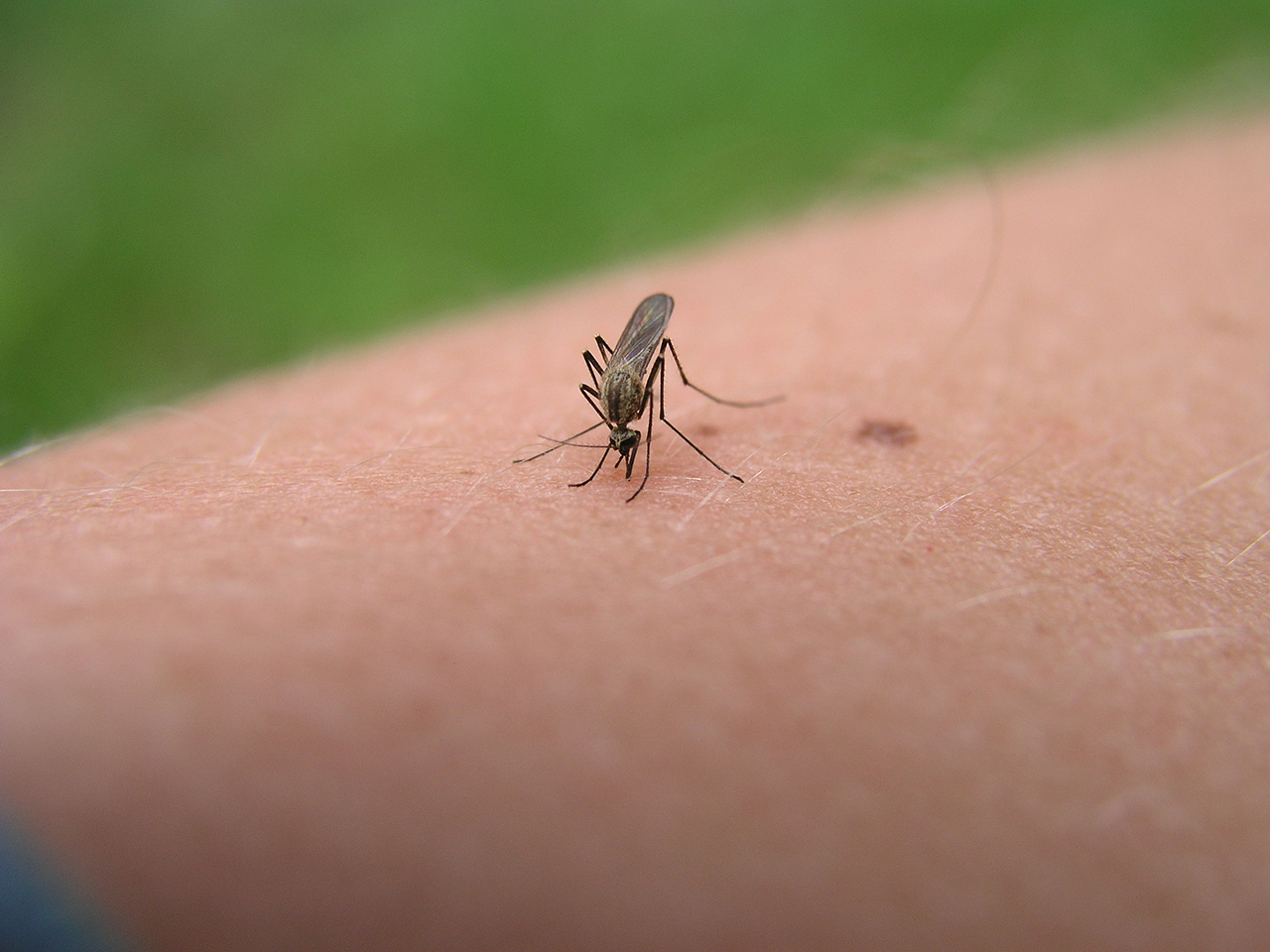 Toallitas repelentes de mosquitos
